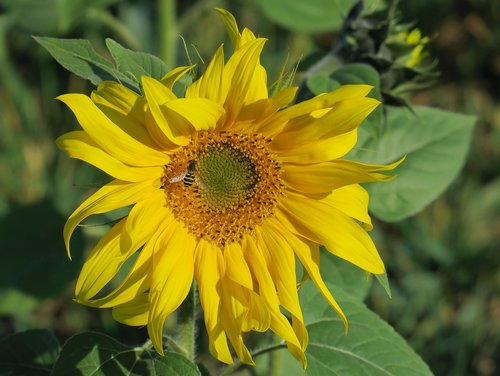 sunflower in october  autumn  blossom