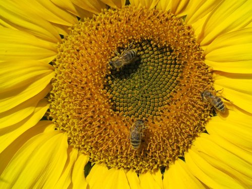 sunflower in october  close up  bees