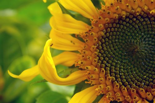 Sunflower In Spring 3