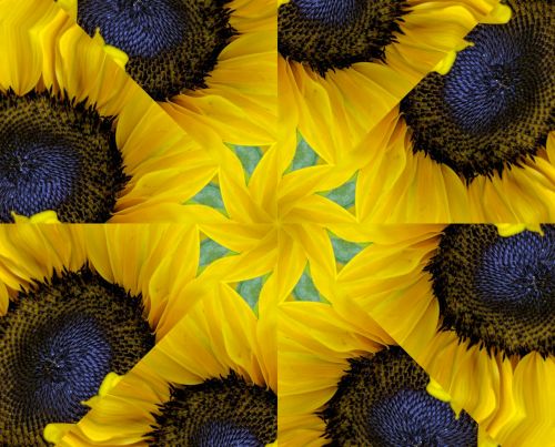 Sunflower Kaleidoscope