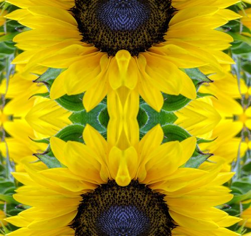 Sunflower Kaleidoscope