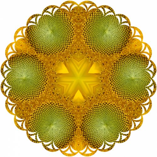 Sunflower Lace