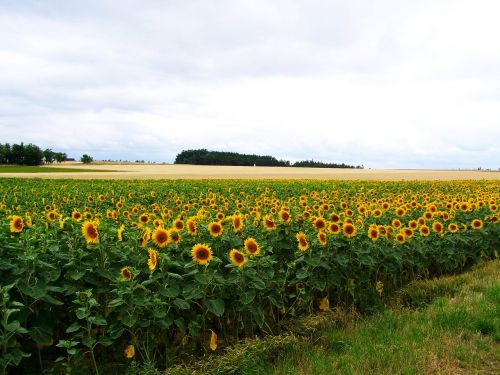 sunflower land agriculture summer