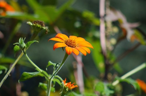 sunflower mexican  flower  orange