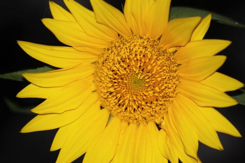 Sunflower On Black