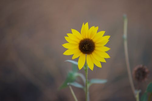 Sunflower On Brown Background
