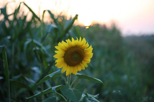 sunflower on sunset evening summer