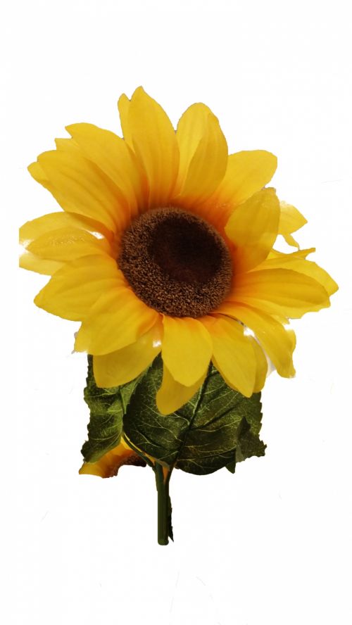 Sunflower On White Background