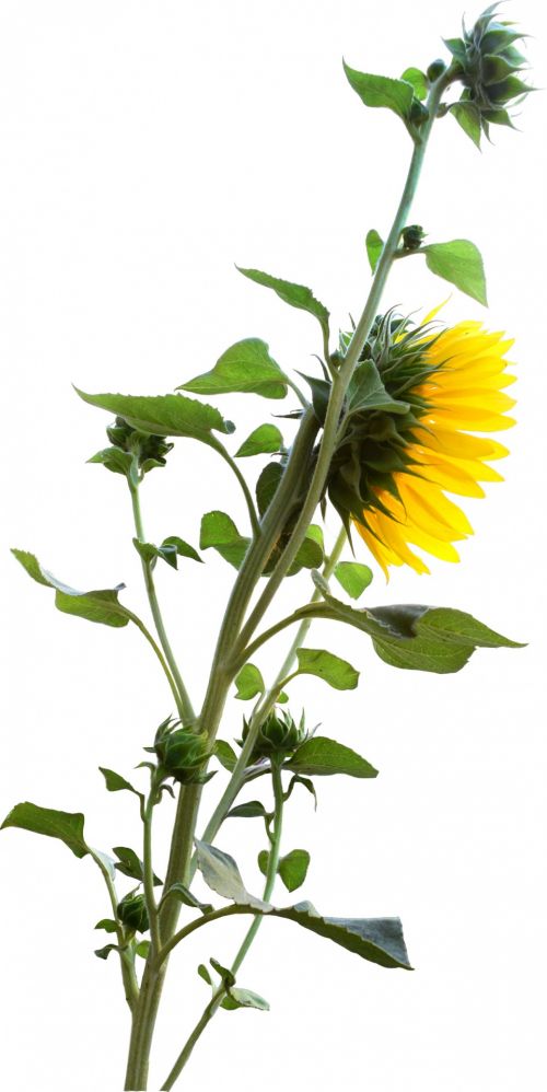 Sunflower Plant With Flower