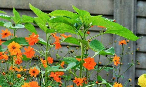 Sunflower Plants