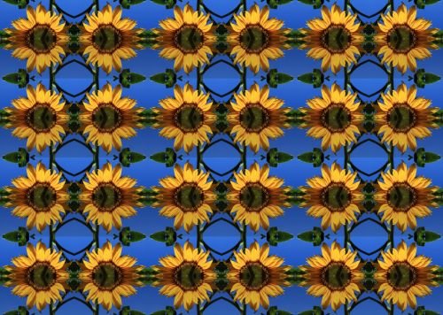 Sunflower Repeat Wallpaper
