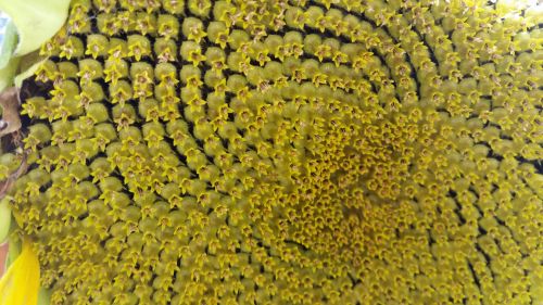 Sunflower Seed On The Plate