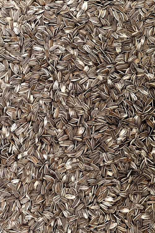 sunflower seeds  food  sunflower