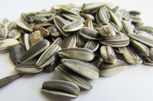 sunflower seeds bird seed cores