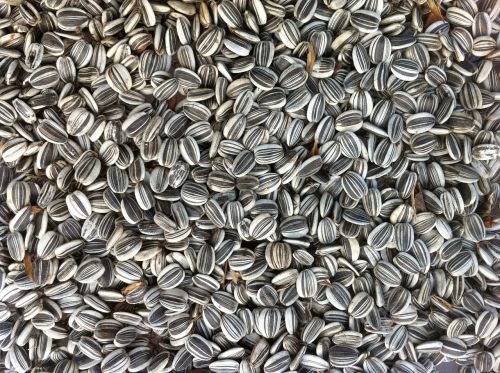 sunflower seeds food agriculture