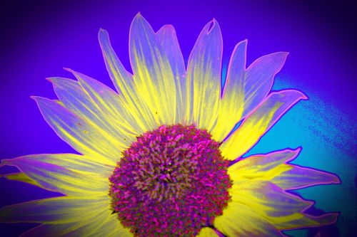Sunflower Touched By Purple