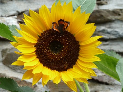 sunflower with butterfly sun flower blossom