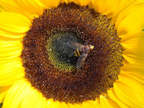 sunflower with insect flower insect