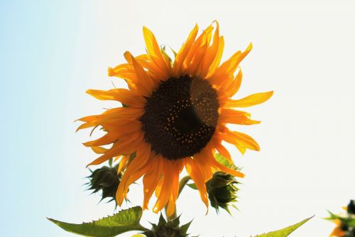 Sunflower With White Background