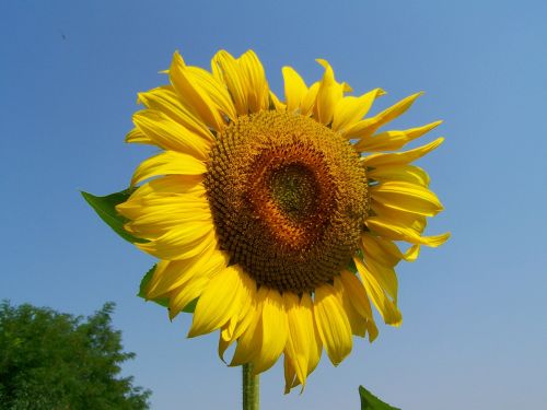 sunflower yellow crops summer