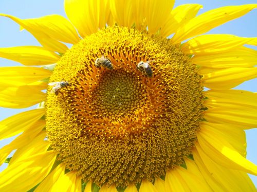 sunflower yellow pollination summer