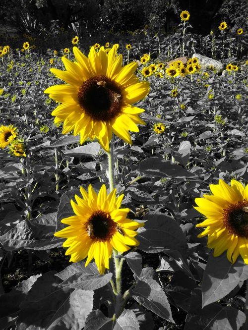 sunflowers yellow prato