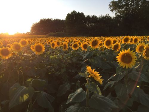 sunflowers sunset field