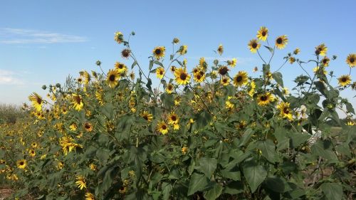 sunflowers flower field nature