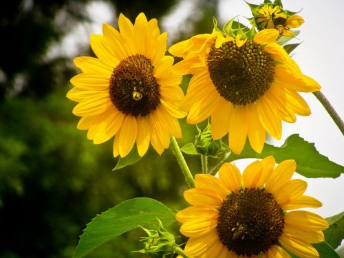 sunflowers suns yellow flowers