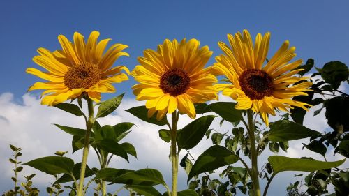 sunflowers three next to each other