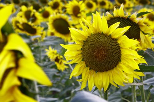 sunflowers sunflower field blossom