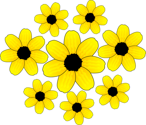 sunflowers flowers blossom