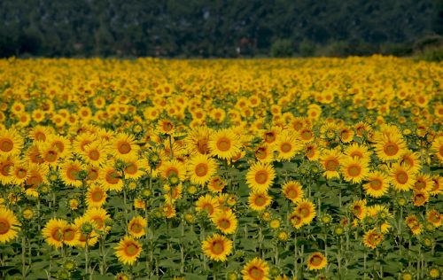 sunflowers field italy