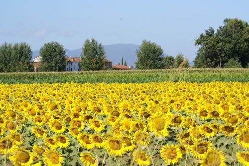 sunflowers field sky