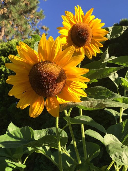 sunflowers summer garden