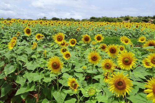 sunflowers india karnataka