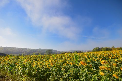 sunflowers field mist