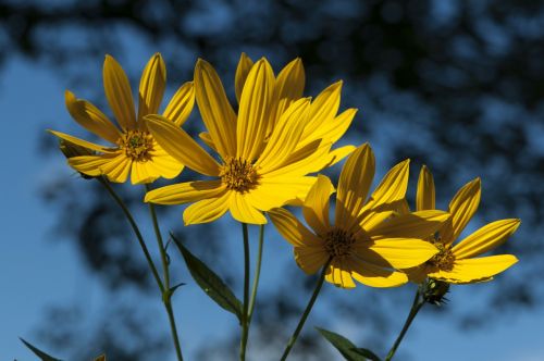 sunflowers flowers yellow