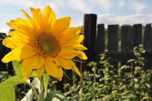 sunflowers summer agriculture