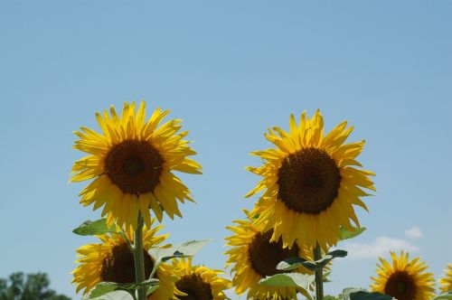 sunflowers sunflower campaign