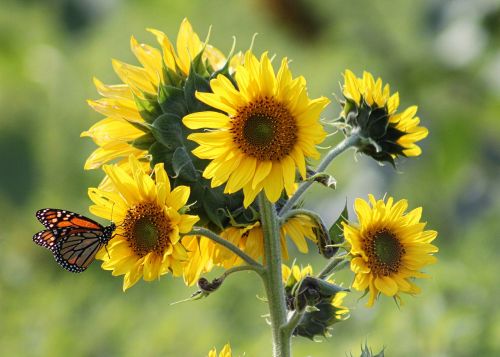 sunflowers flowers yellow