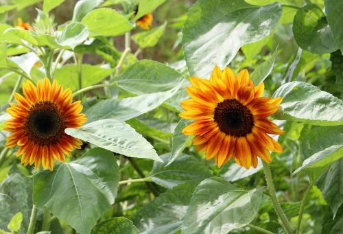 sunflowers decorative nature