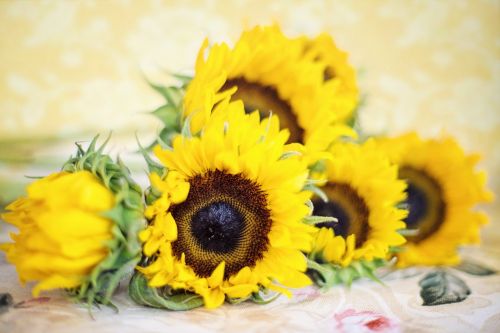 sunflowers summer yellow