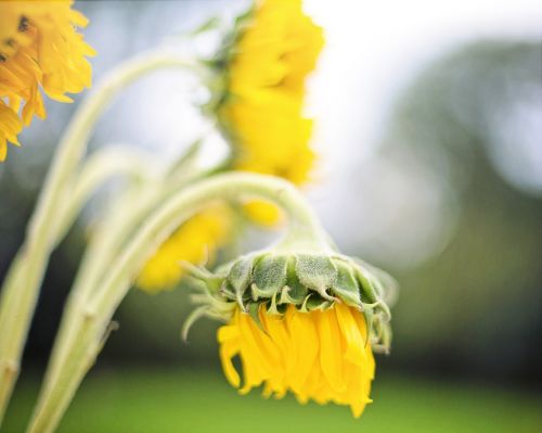 sunflowers yellow summer