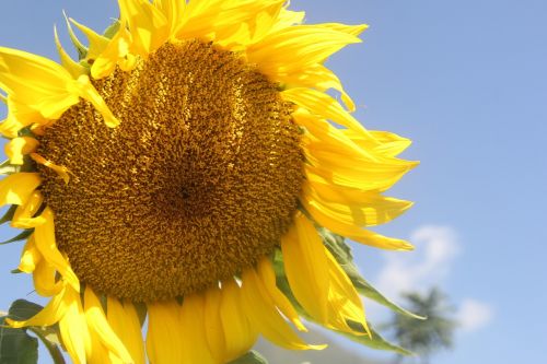 sunflowers helianthus sun