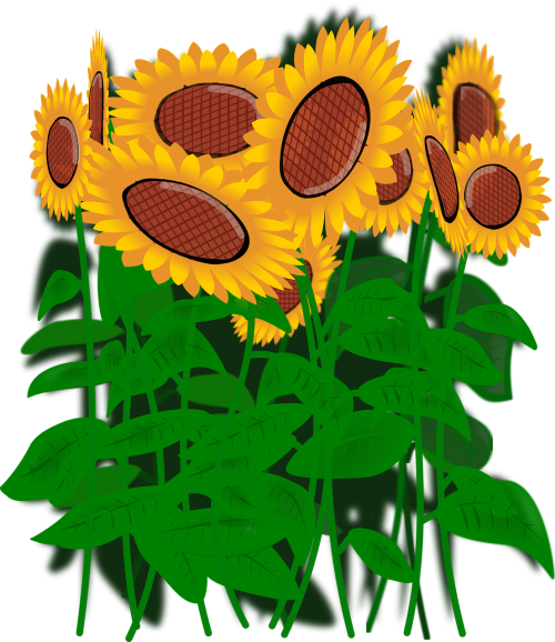 sunflowers flowers nature