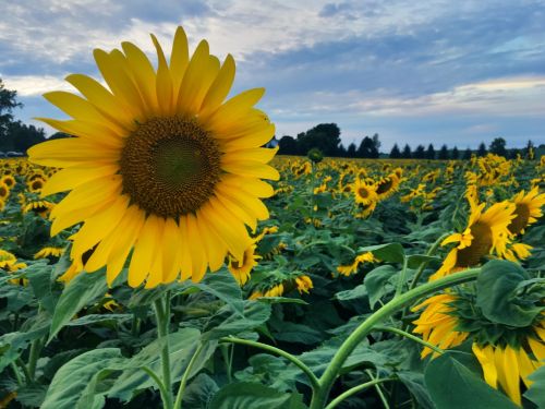 sunflowers flowers field