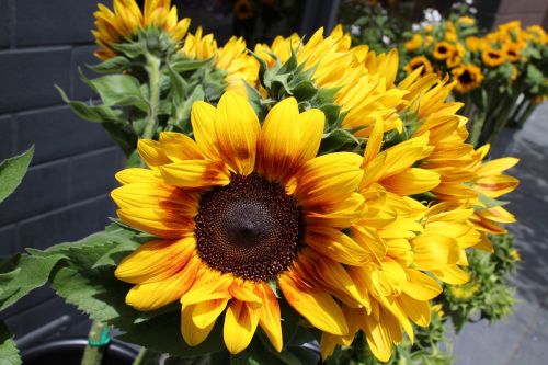 sunflowers plant nature