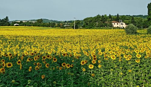 sunflowers landscape spring