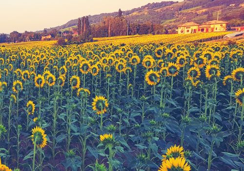 sunflowers summer flowers